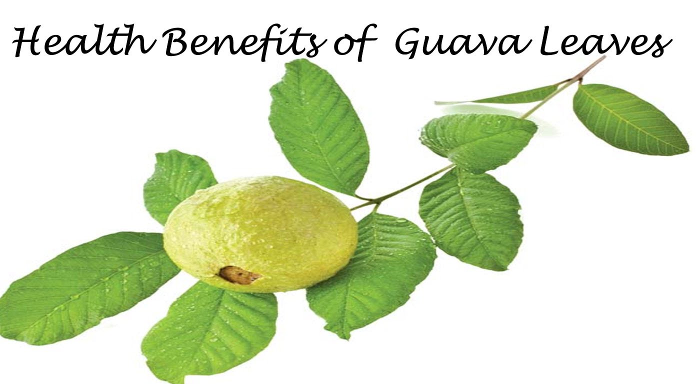 Numerous Health Benefits of Guava Leaves - Milka Clarke Stroke Brain Trauma  Foundation
